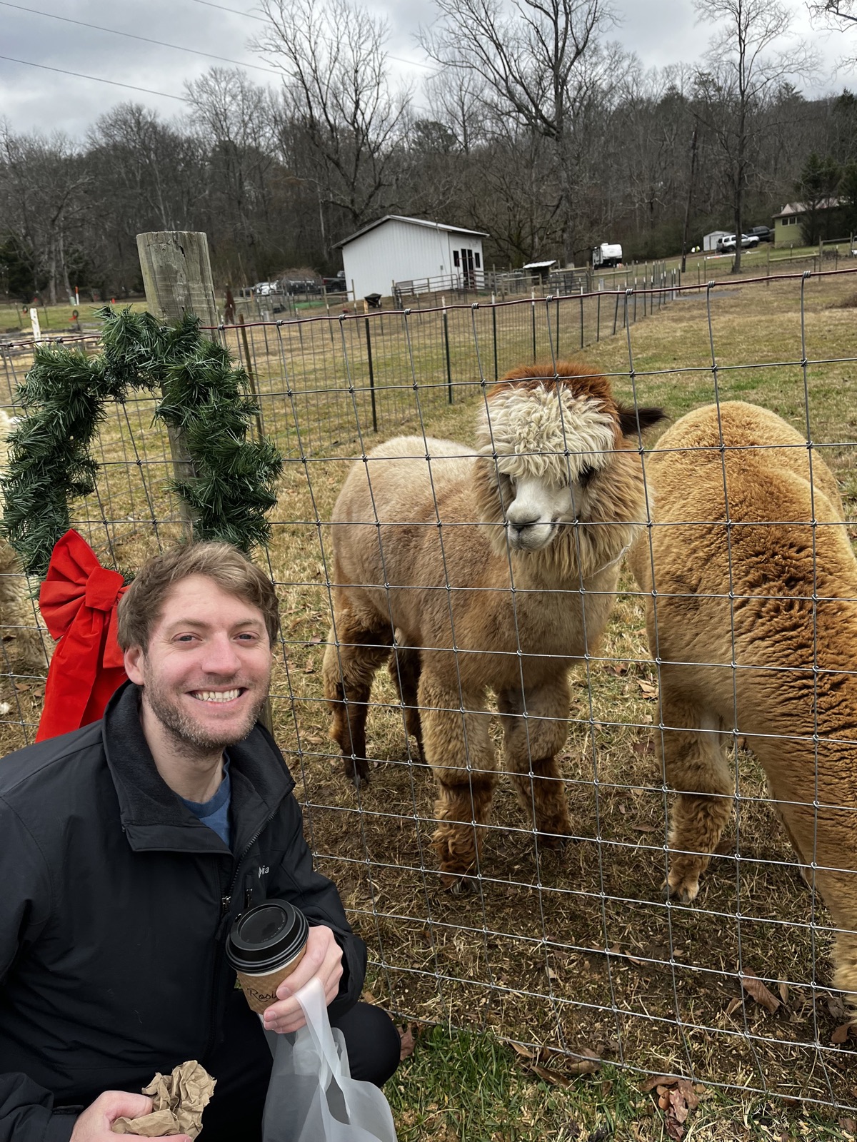 Beau meeting alpacas over a fence