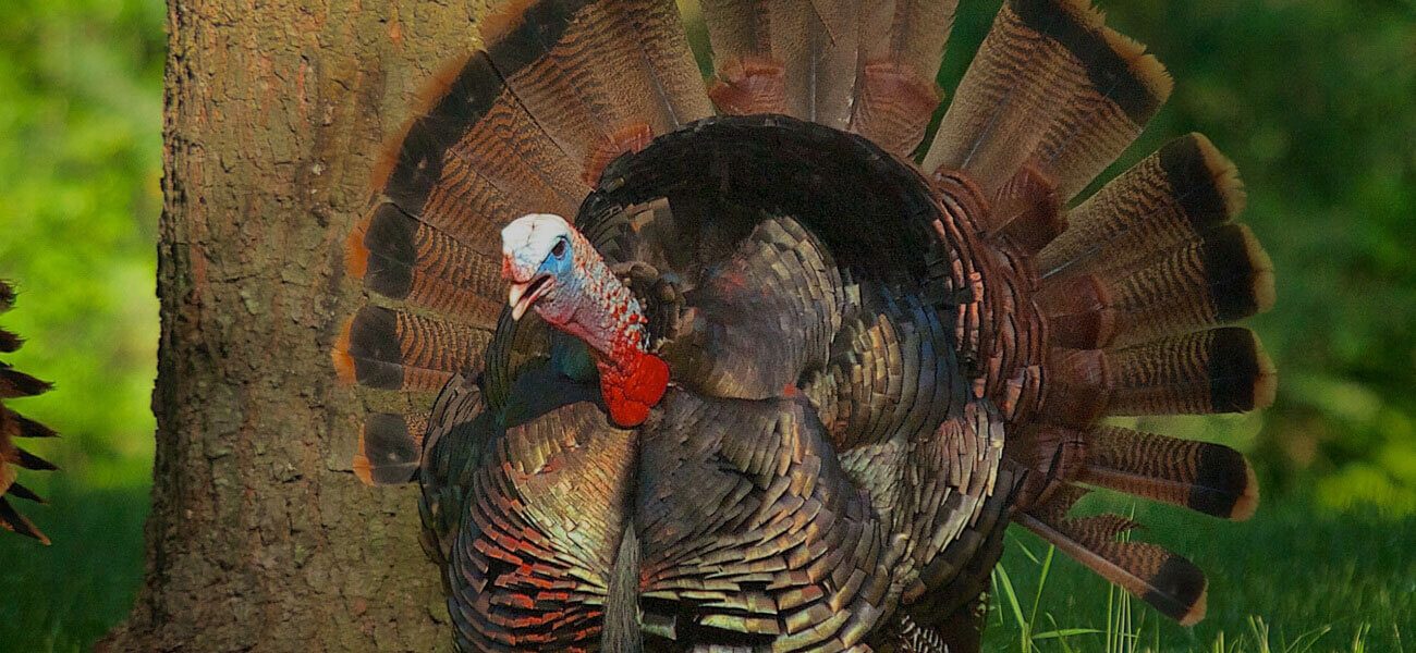 Wild turkey fanning its tail feathers beside a tree