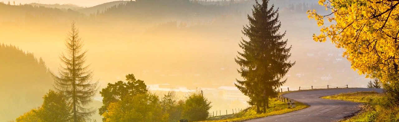 Mountain road winding past a yellow-leaved tree in morning haze