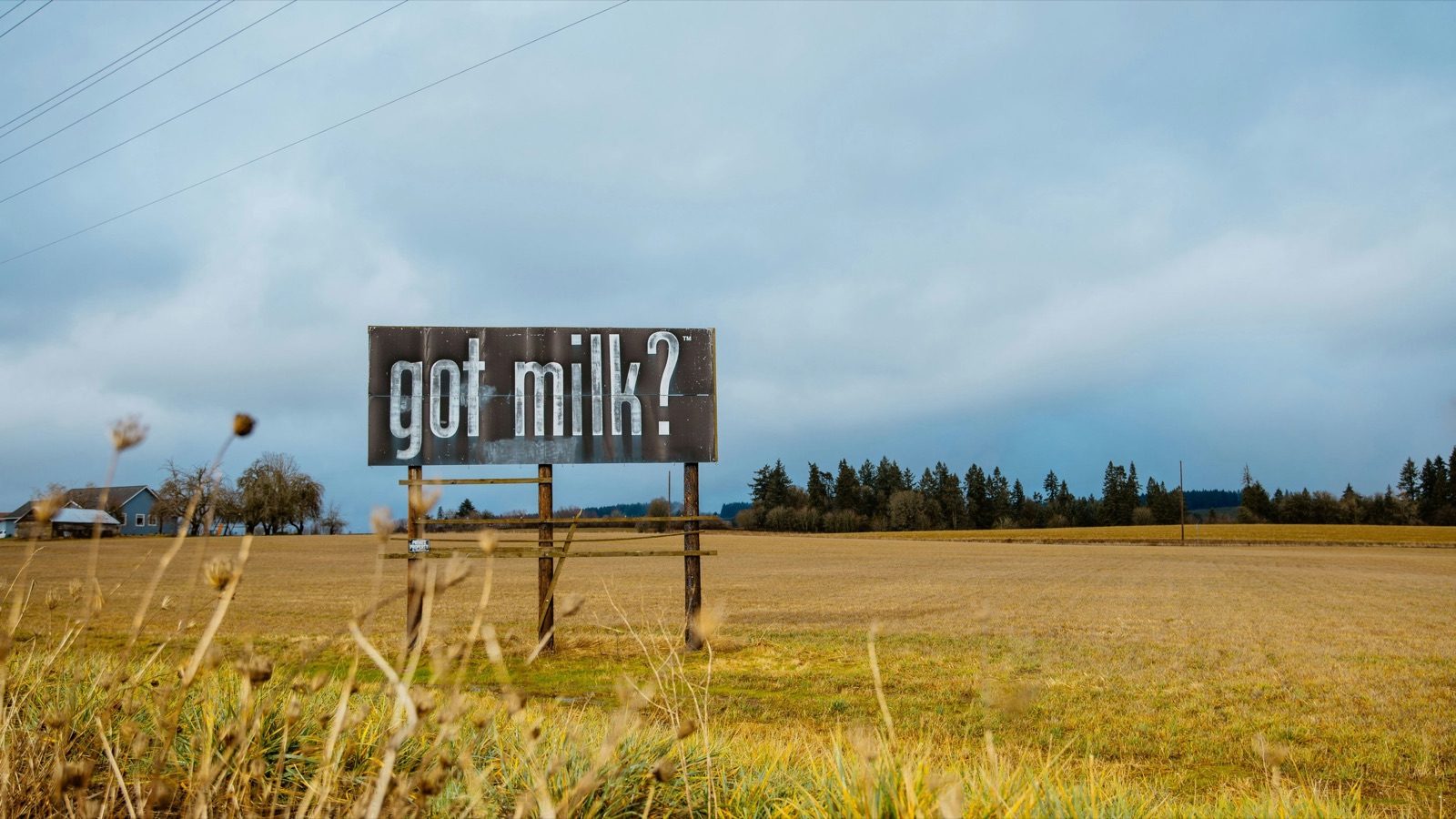 A weathered 'got milk?' billboard standing at the edge of an open field