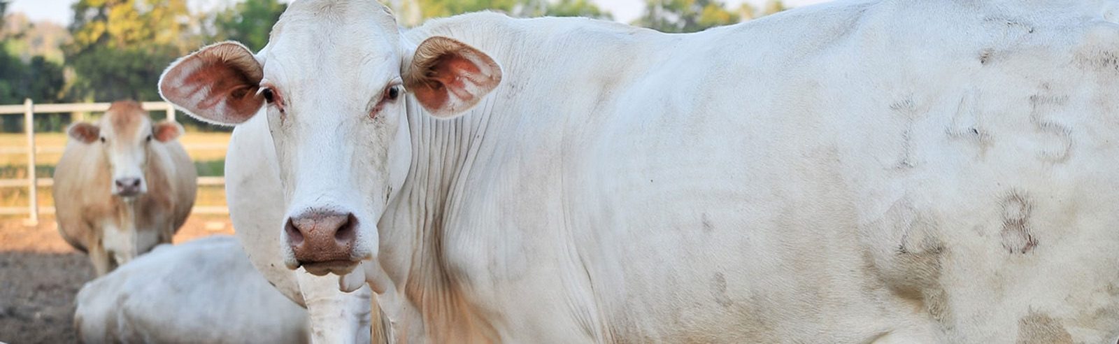 White cattle standing in a pasture