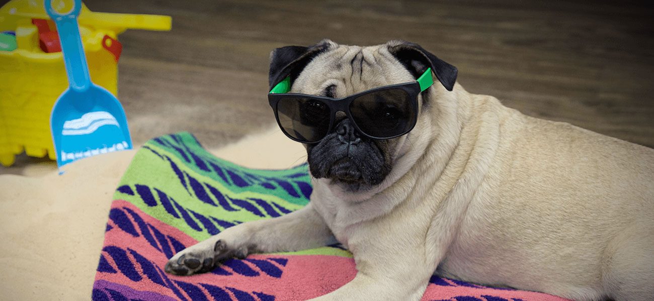 Doug the Pug in sunglasses lying on a striped beach towel