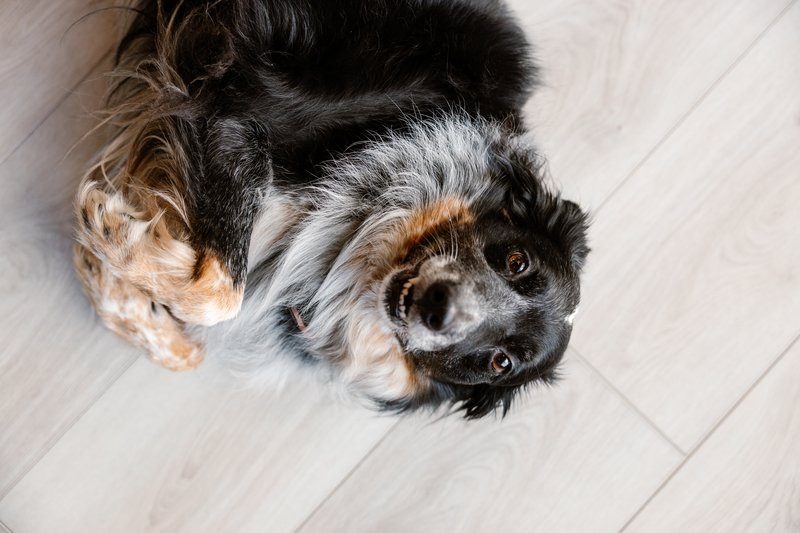 Black and white spaniel lying on its back on light wood-look flooring