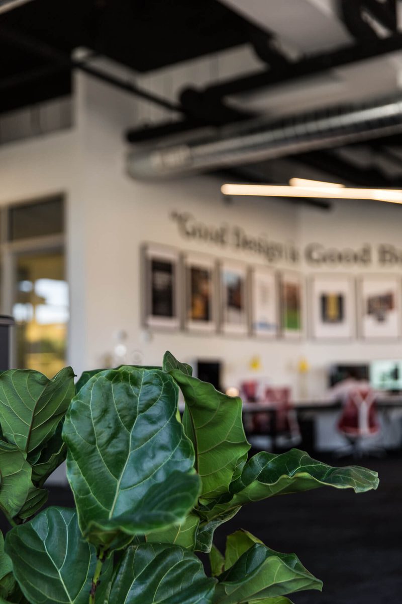 Fiddle-leaf fig in front of the framed work wall
