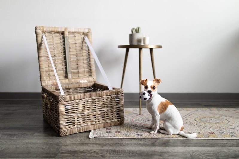 Small brown and white dog sitting beside an open wicker basket on a rug