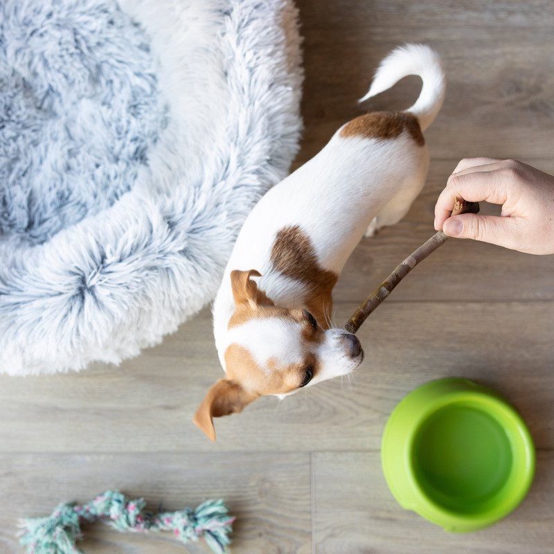 Overhead view of a small dog on a fluffy bed reaching for a stick, green bowl nearby