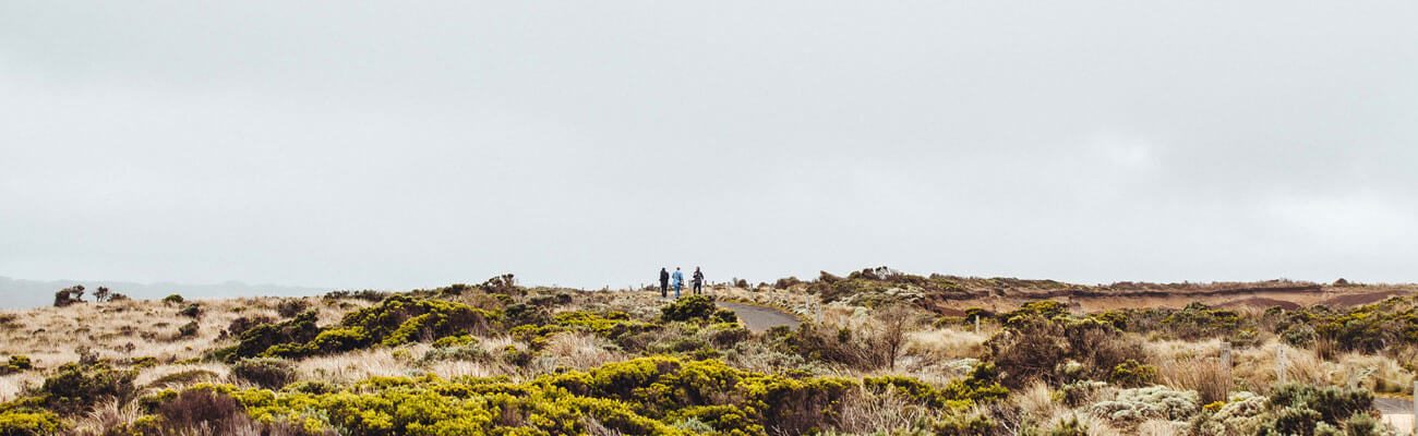 Windswept coastal scrubland under a gray sky