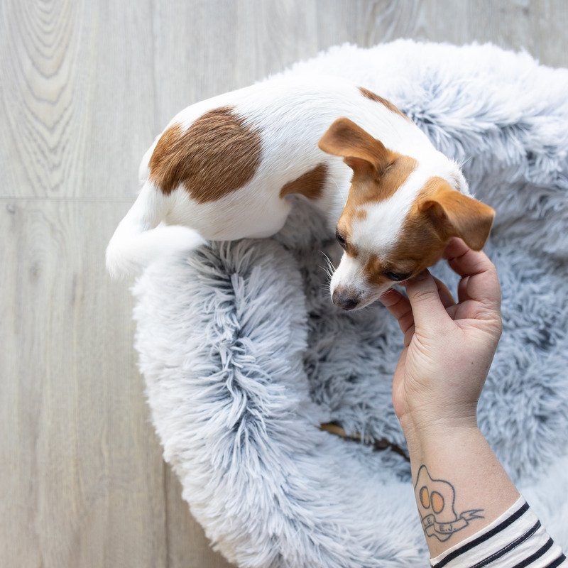 Brown and white dog on a fluffy gray bed taking a treat from a hand
