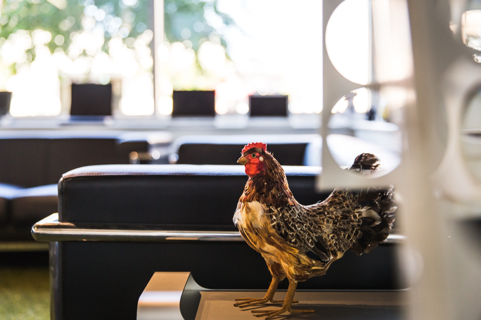 The studio chicken, mid-visit