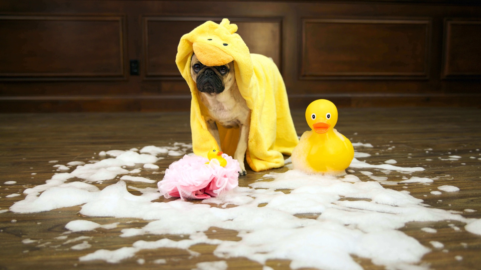 Mohawk Revwood photography with Doug the Pug